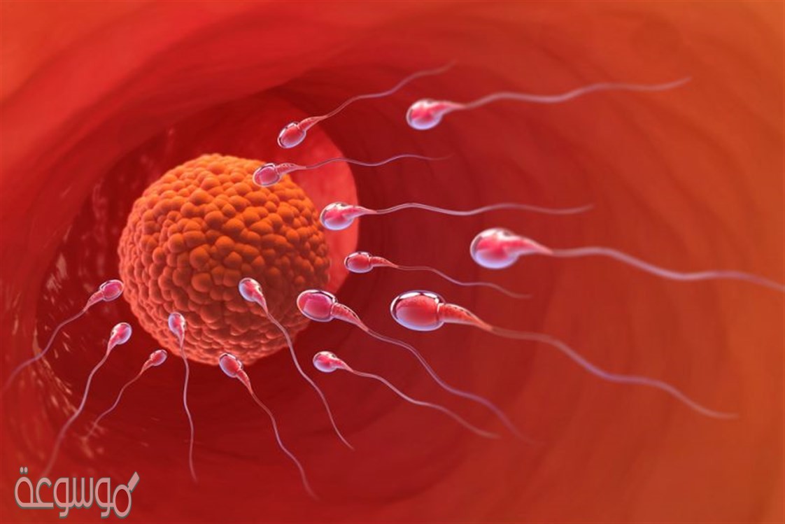 خلية ناتجة عن اندماج الحيوان المنوي مع البويضة يقصد به