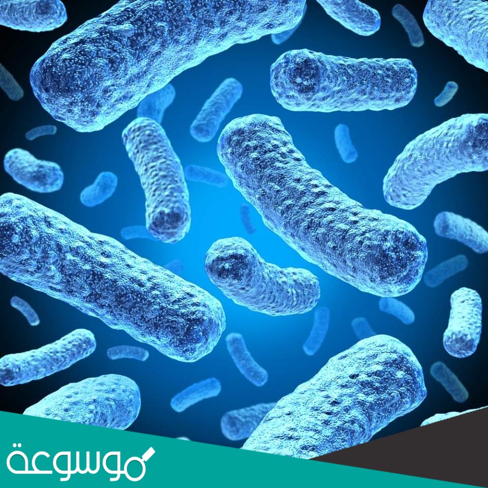 الخلايا الوحيدة التي تخلو من العضيات هي خلايا