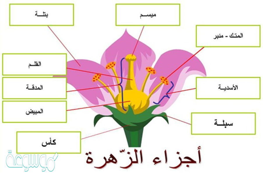 أحد هذه التراكيب يُعد من التراكيب التكاثرية الذكرية في الزهرة.
