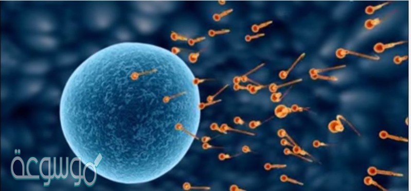 حيوانًا منويًا تقريبًا يوضع في الأنثى