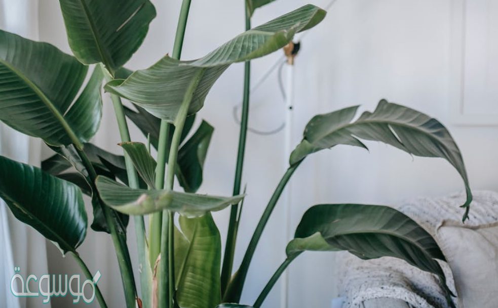 أي الأجزاء التاليه يوجد داخل ساق النبات