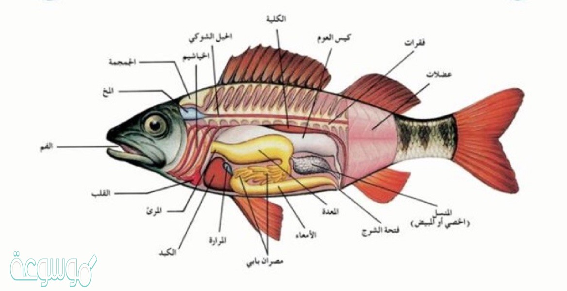 تركيب في الأسماك يتحكم في عمق الغوص
