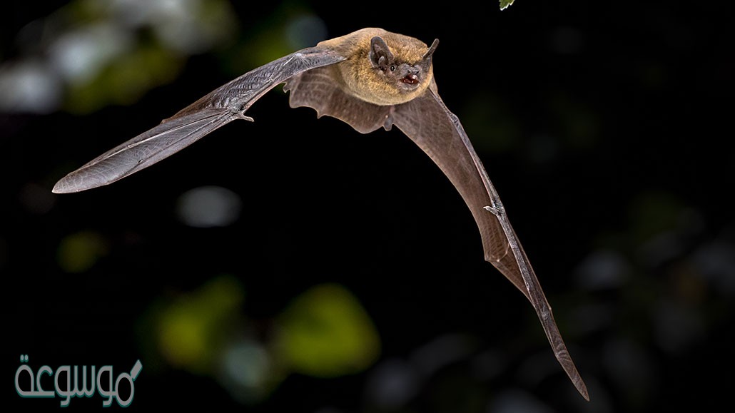 أي من الحواس الآتية يعتمد عليها الخفاش للبحث عن طعامه؟