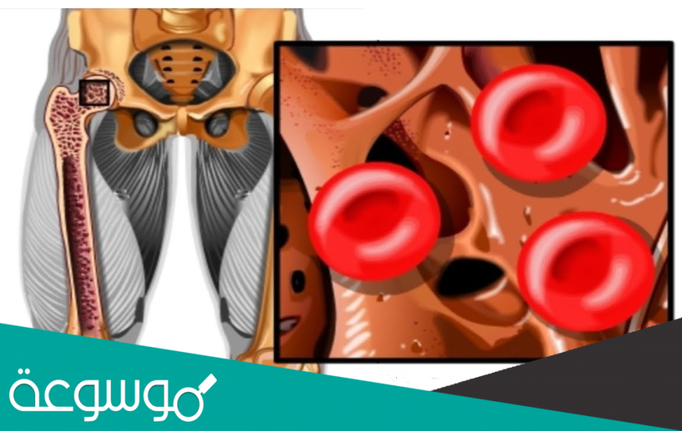 تنتج خلايا الدم الحمراء اين؟