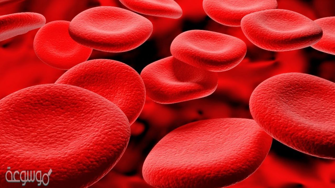 أين تنتج خلايا الدم الحمراء
