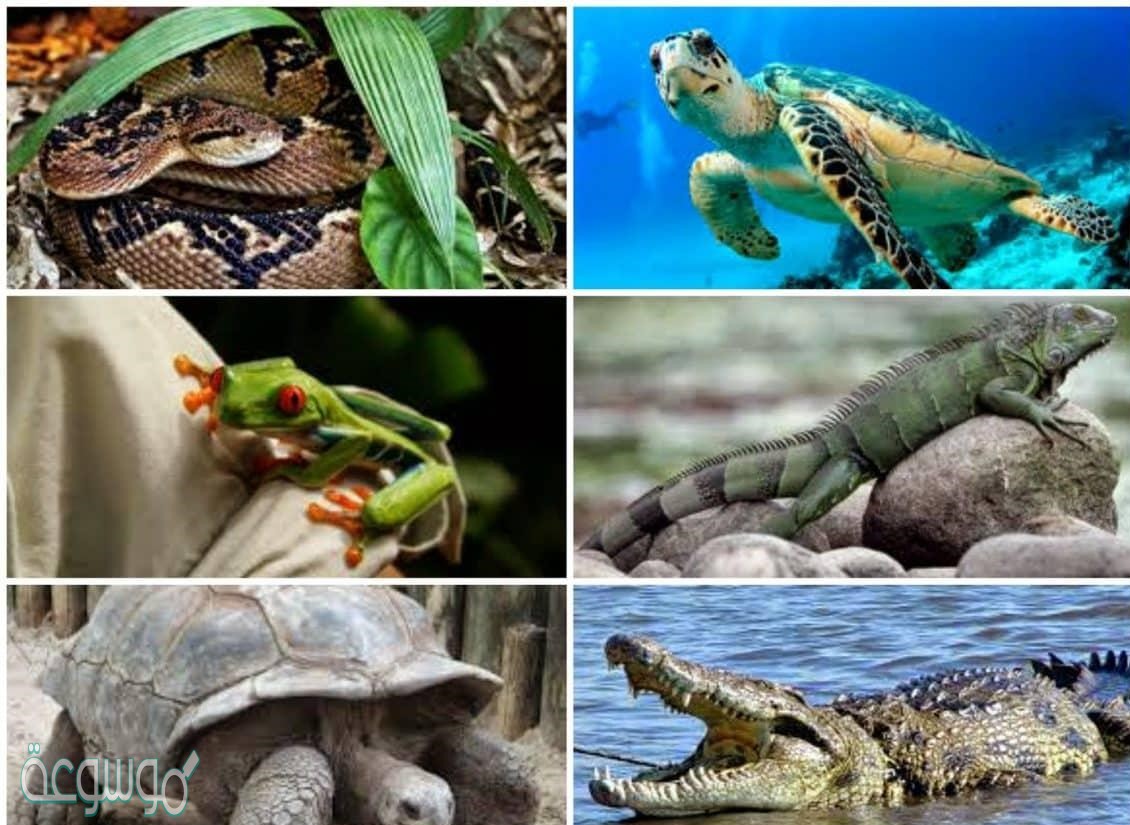 أين يحتمل أن تصنف البدائيات النوى التي تعيش في مجاري