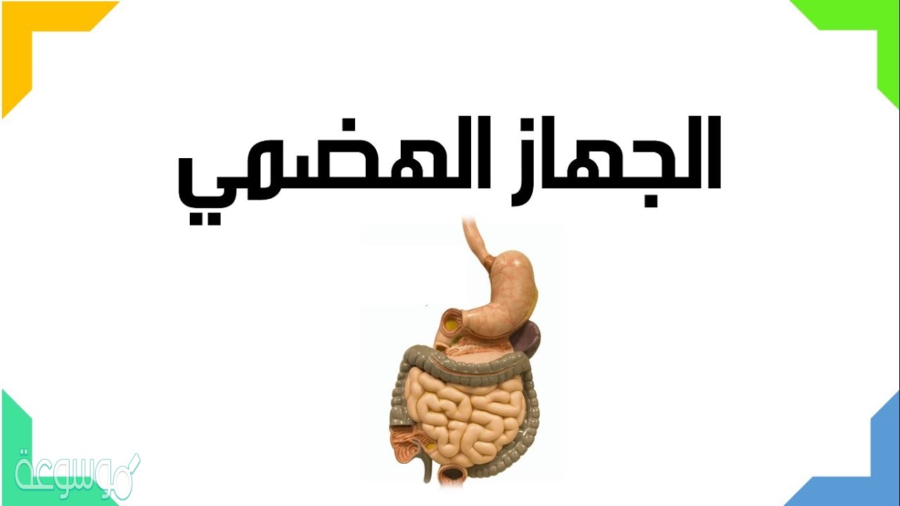 عمليه هضميه كلمات متقاطعه