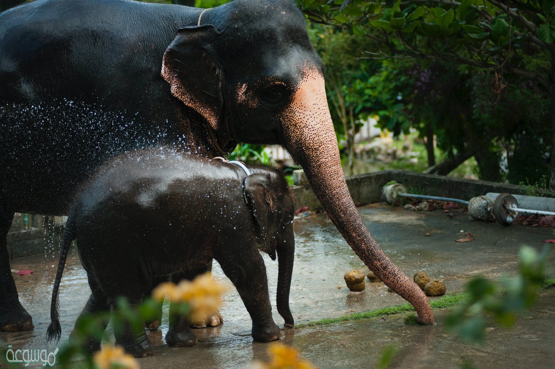 اسم صغير الفيل من 4 حروف