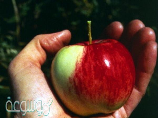 اقترحي حلولا لمنع تغيير لون التفاح المقشر