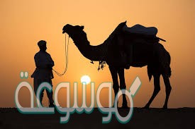 اكل لحم الابل