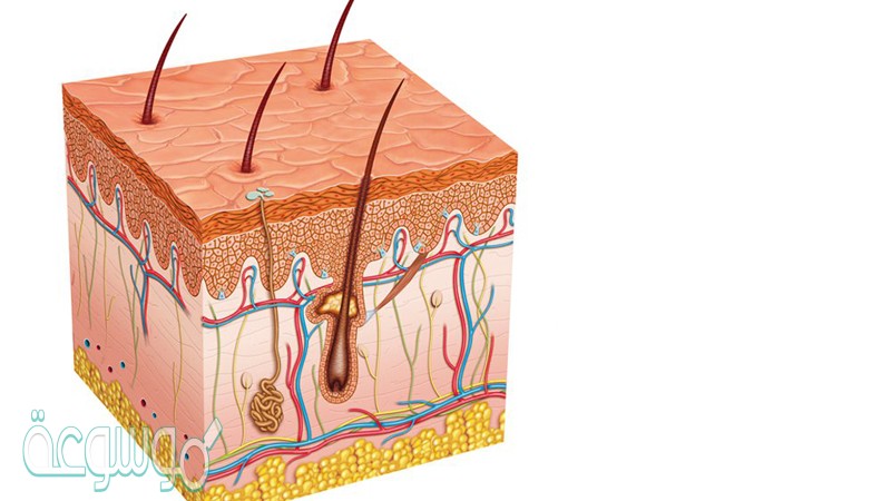 الأدمة هي طبقة من الخلايا توجد أسفل البشرة وهي أسمك من البشرة تحتوي على الأوعية الدموية والغدد العرقية وتراكيب أخرى
