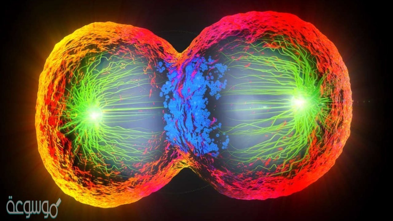 الانقسام الذي ينتج عنه خليتان