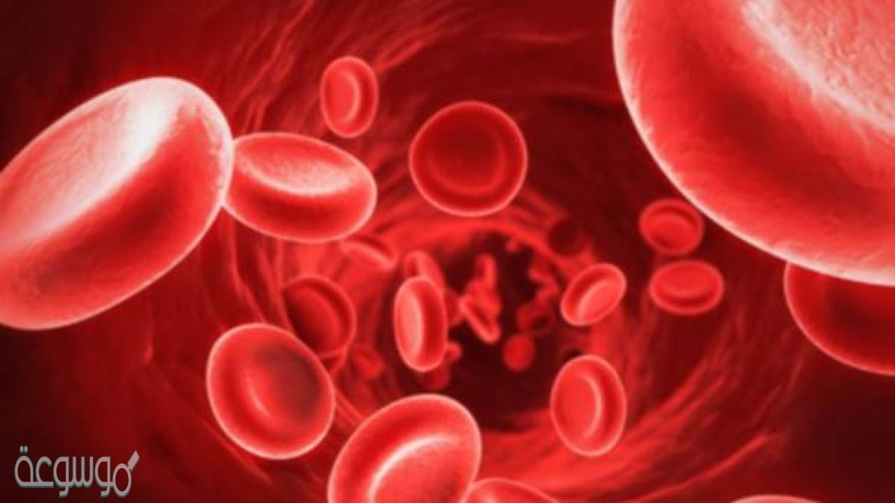 تنتج خلايا الدم الحمراء في