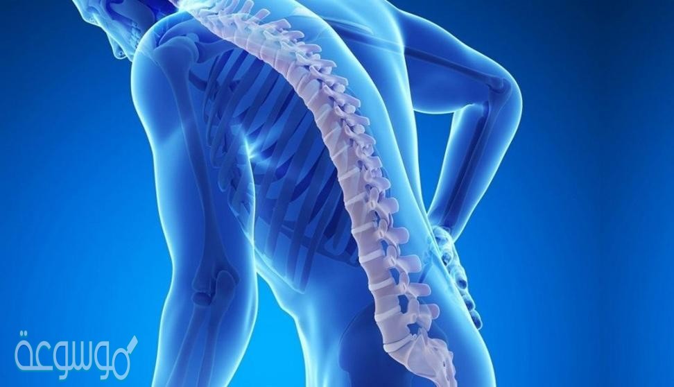 الجهاز المكون من الدماغ والحبل الشوكي هو الجهاز العصبي الطرفي