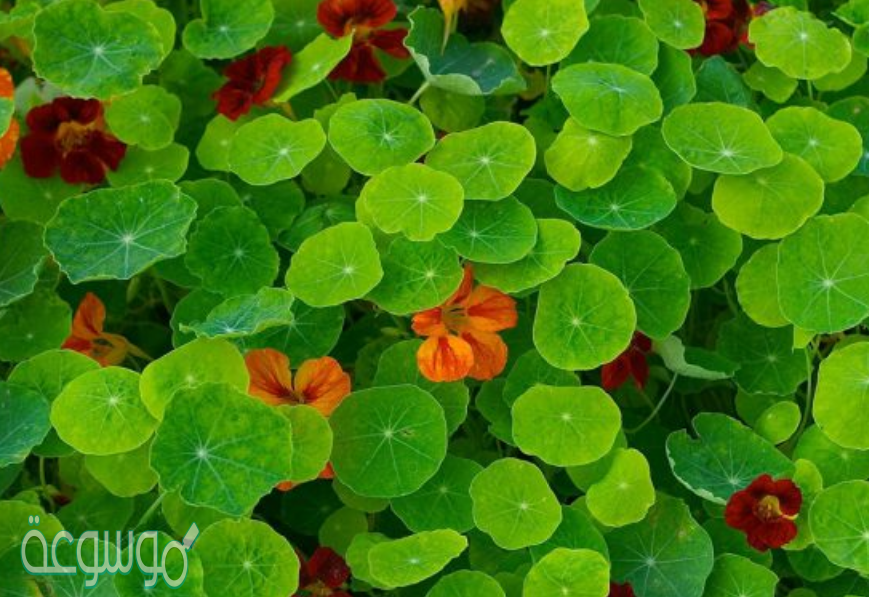 الجيل السائد في النباتات الزهرية هو الجيل البوغي.