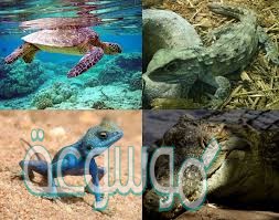 الحاسة الرئيسية في معظم الزواحف