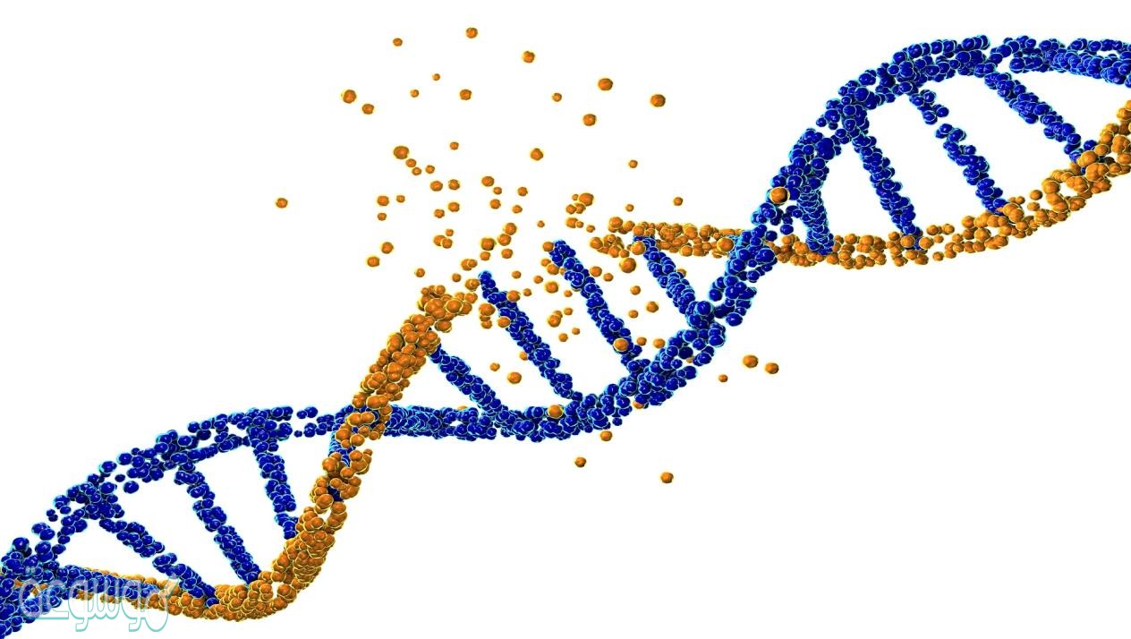 الطراز الجيني هو الطريقة التي يبدو ويتصرف فيها الفرد نتيجة للطراز الشكلي الذي يحمله