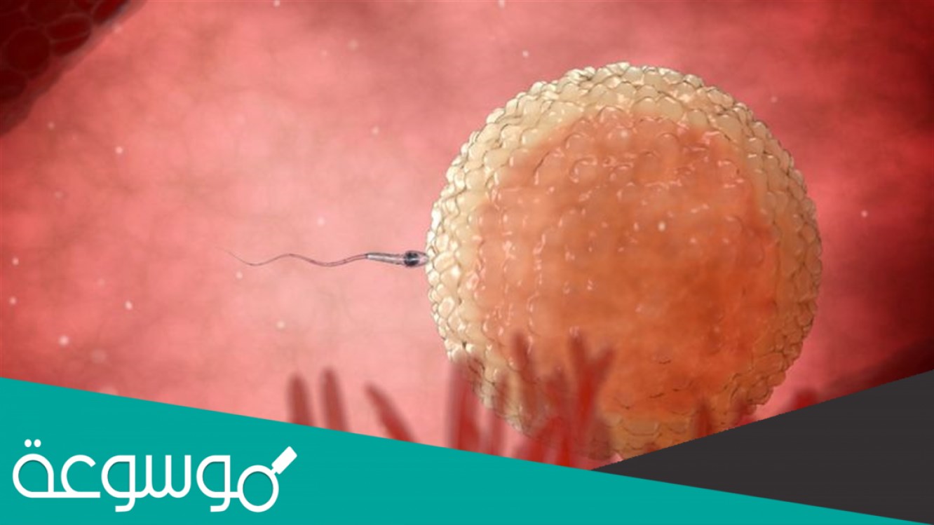 العضو الذي يكون البويضة