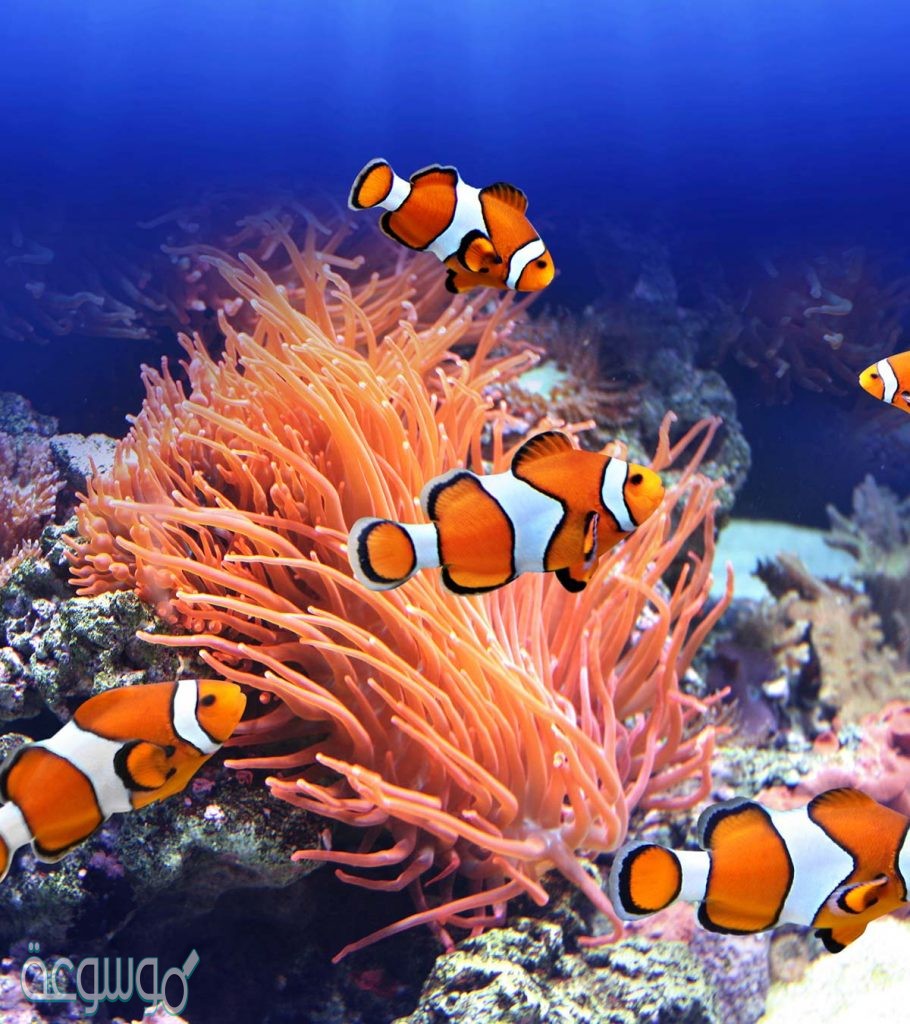 العلاقة بين السمكة المهرجة وشقائق