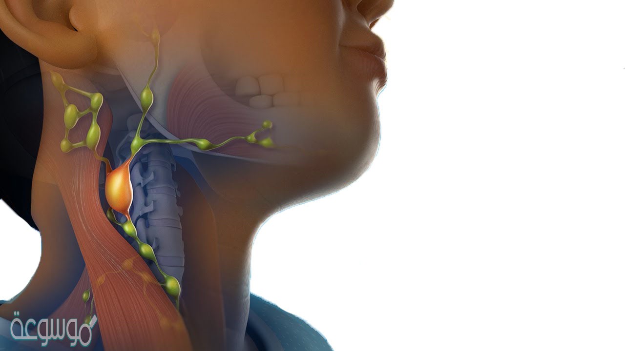 أي الغدد التاليه توجد في العنق