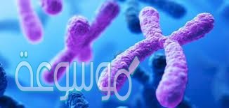الكروموسومات في الخلية الجنسية