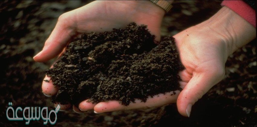 المصدر الرئيسي لماده الدبال في التربه