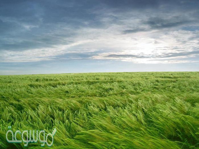 المناخ المداري الممطر