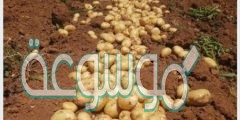 الموطن الأصلي للبطاطا من 6 حروف