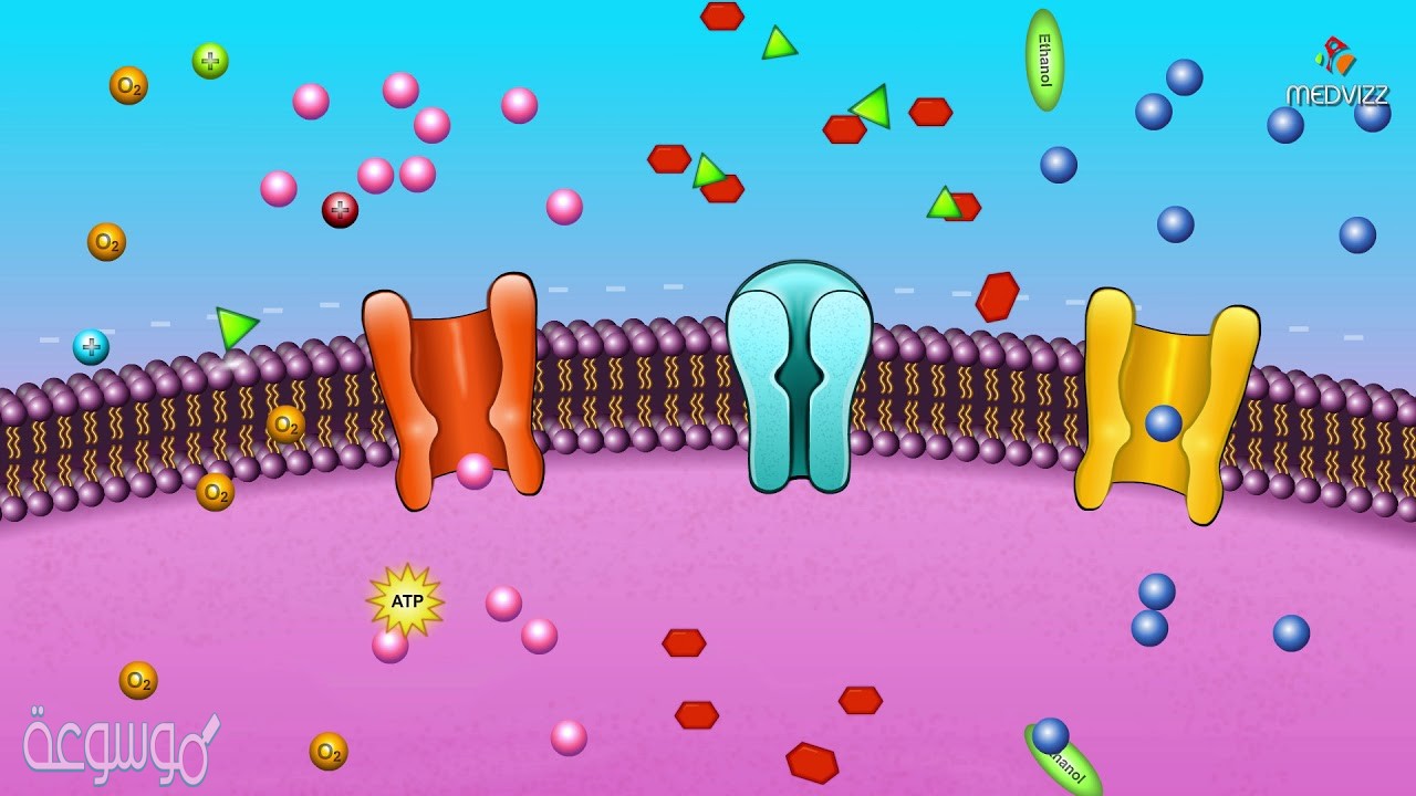 النفاذية الاختيارية للغشاء البلازمي ، ما المادة التي يرمز لها بالحرف a؟