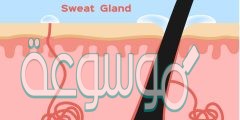 اي مما يلي لا تفرزه الغدد العرقية ف2