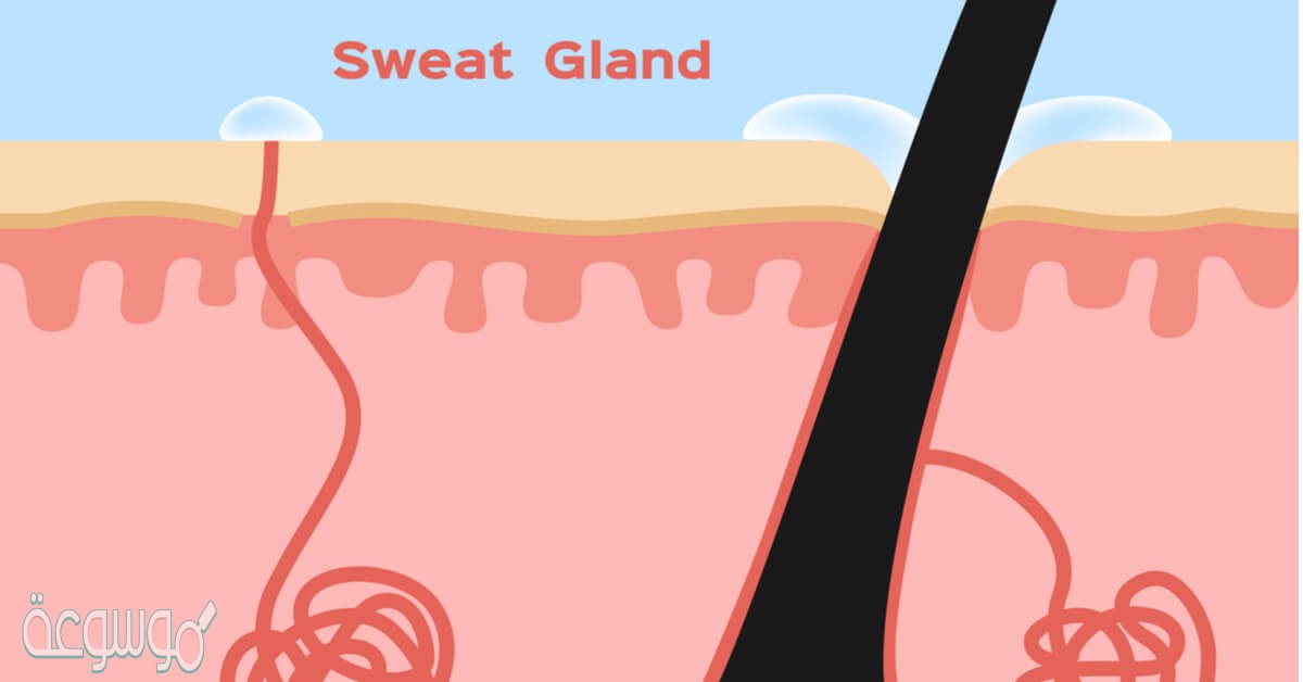 اي مما يلي لا تفرزه الغدد العرقية ف2