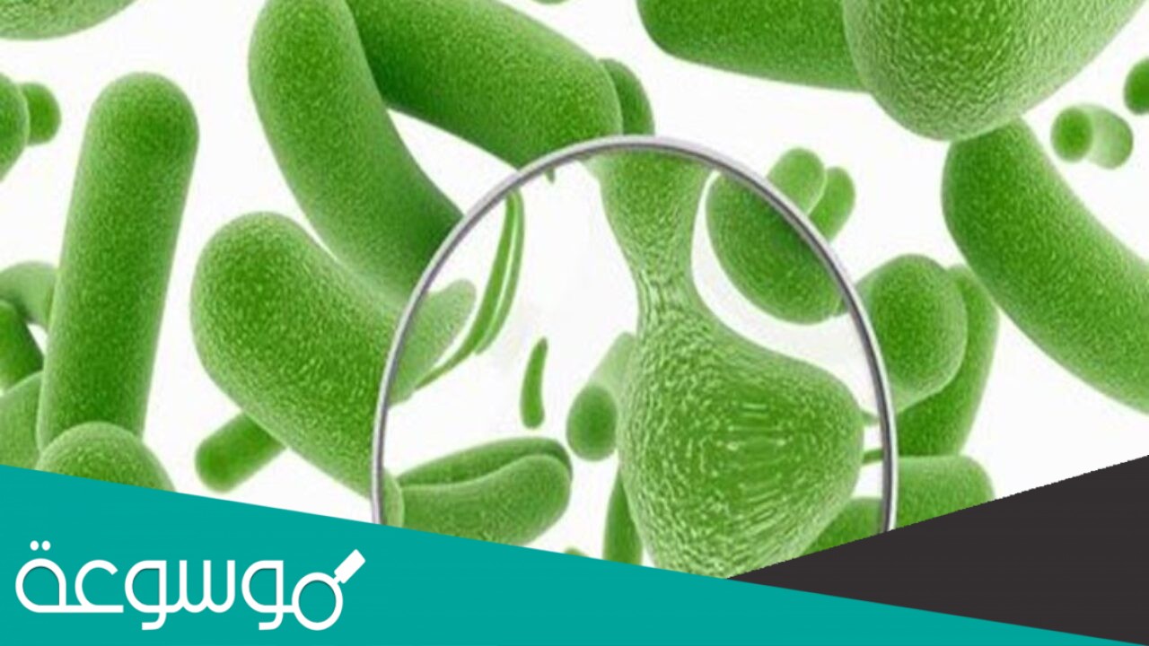 الحمض النووي الذي يحمل الشفرة الوراثية من النواة الى الريبوسومات