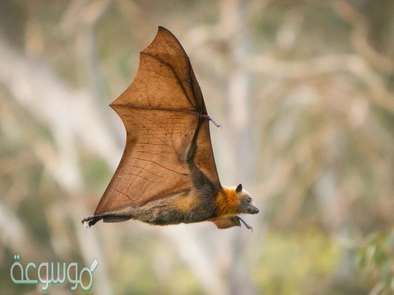 بعد ان التقت ستيلا لونا بامها خرجت في اول رحله لها للبحث عن الطعام