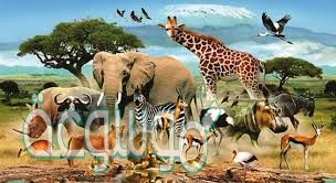 بين حكم الصيد بالالات التاليه