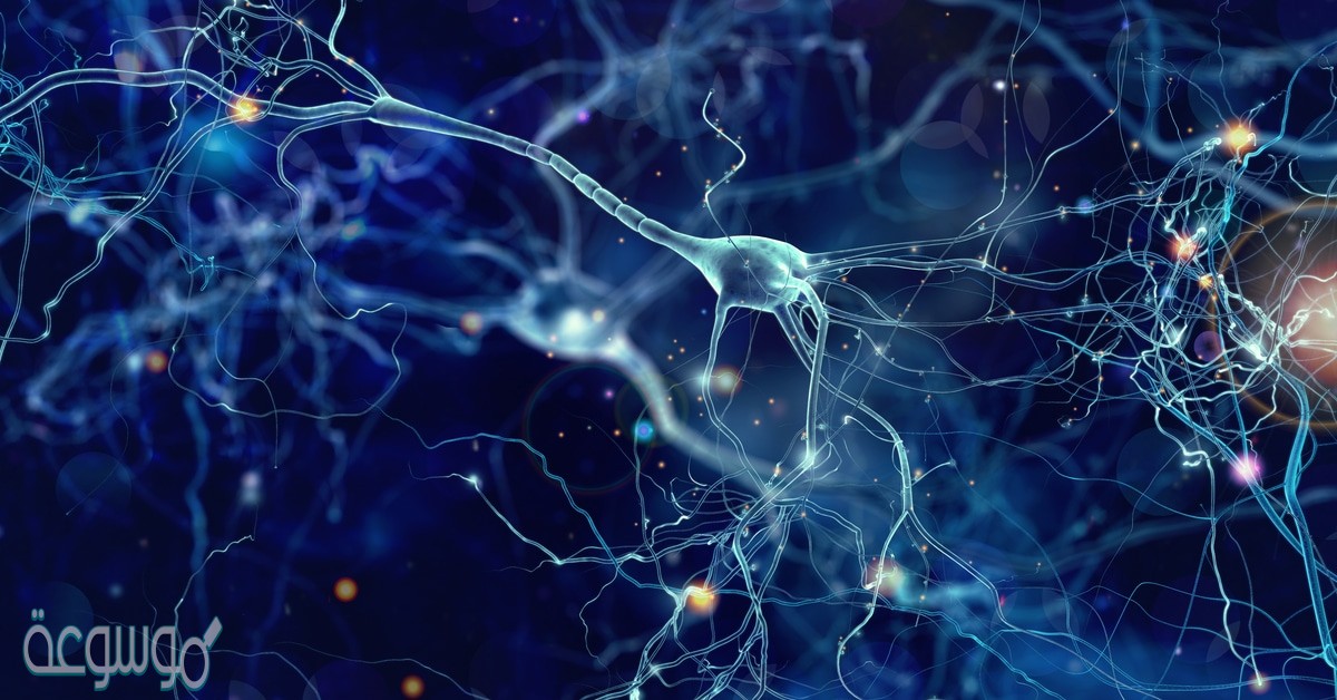 تؤدي الهرمونات إلى زيادة أو تقليل سرعة عمليات خلوية محددة