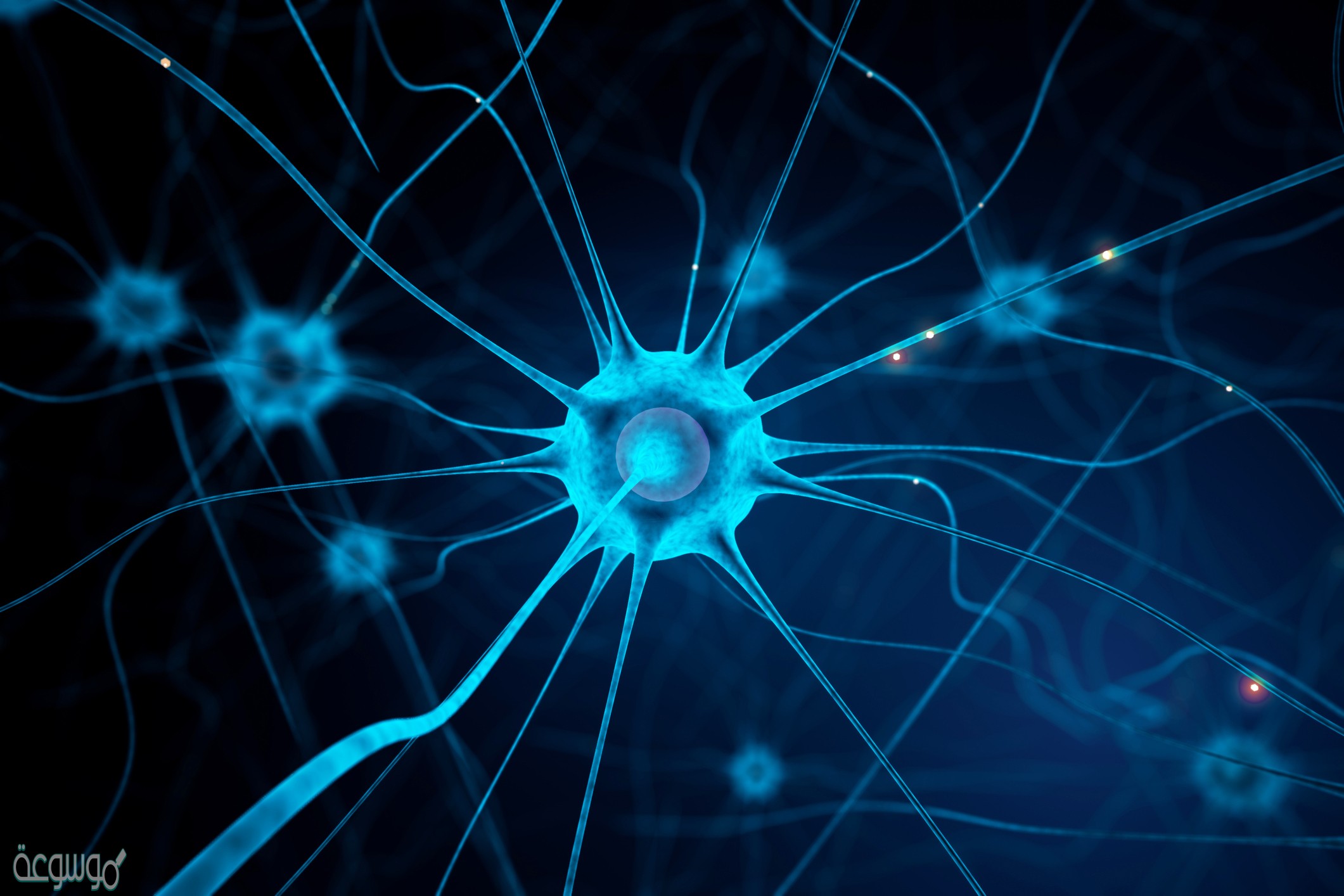 تؤدي الهرمونات الى زيادة أو تقليل سرعة عمليات خلوية محددة