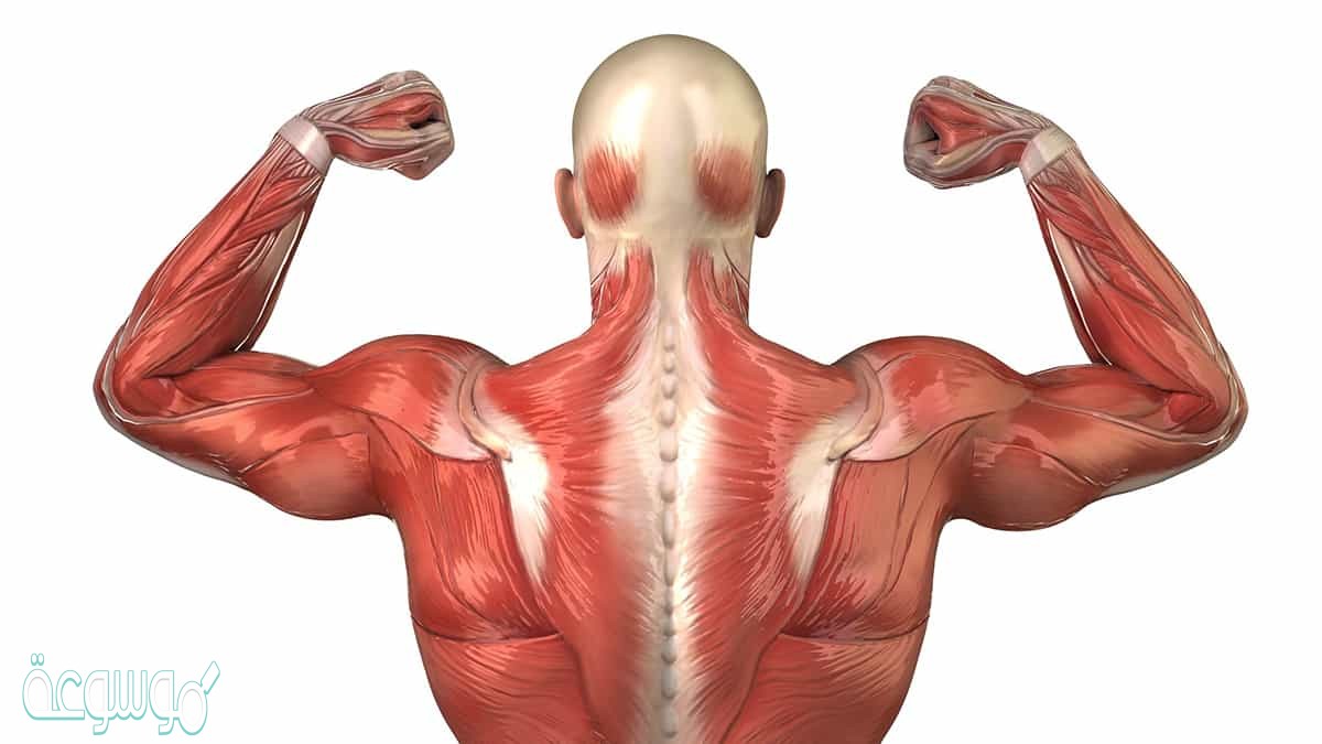 تتصل العضلات الرئيسة ب وتساعدها على الحركة