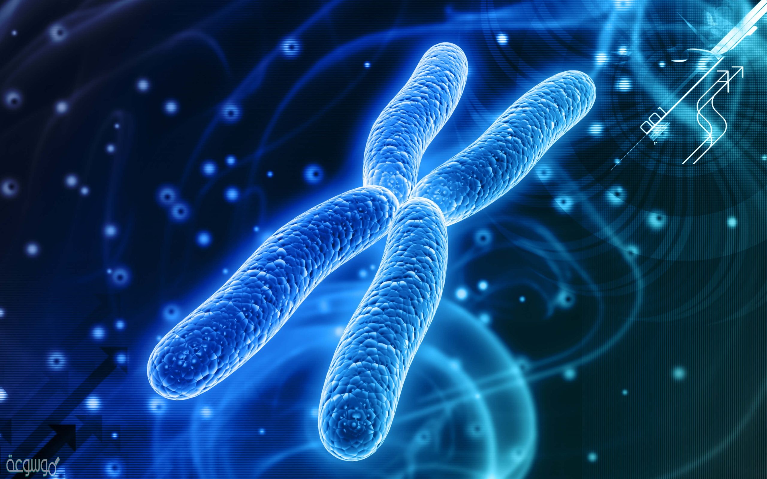 تتضاعف الكروموسومات ثم يصبح الكروموسوم أسمك وأقصر قبل الانقسام