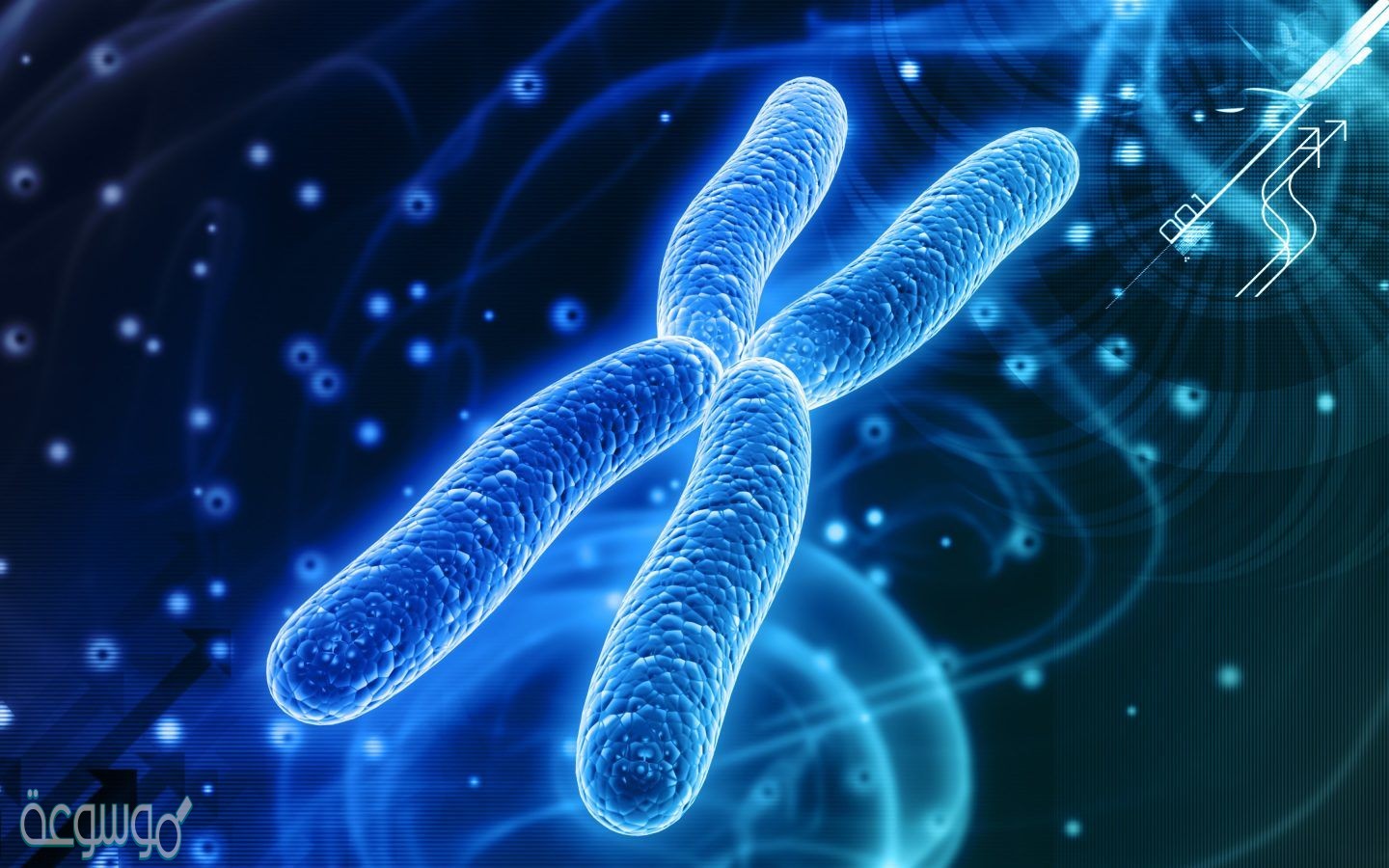 تتضاعف الكروموسومات خلال دوره الخليه في الطور