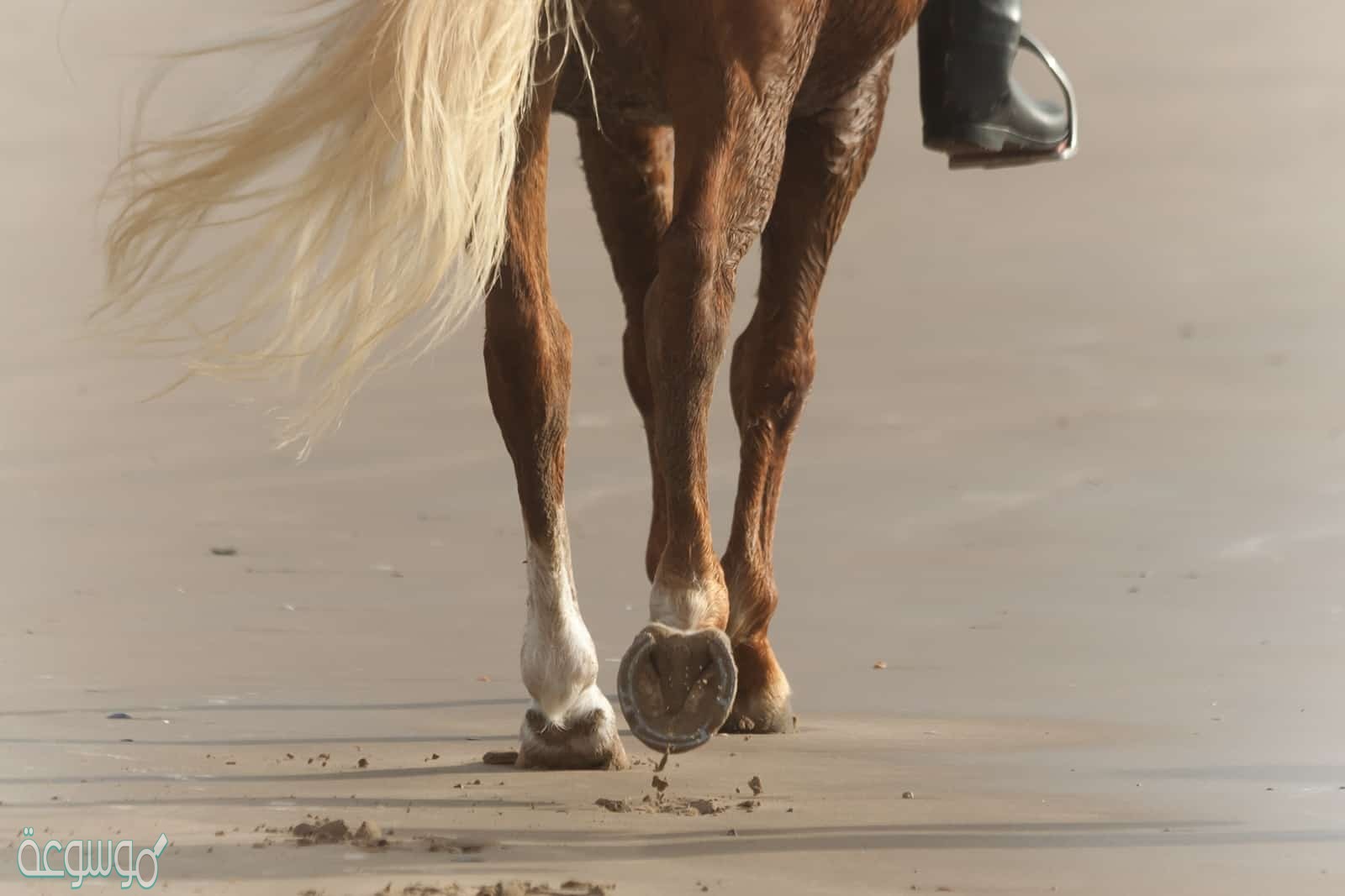 تحتاج الحيوانات البرية لأطراف عضلية وهيكلية قوية أكثر من الحيوانات المائية