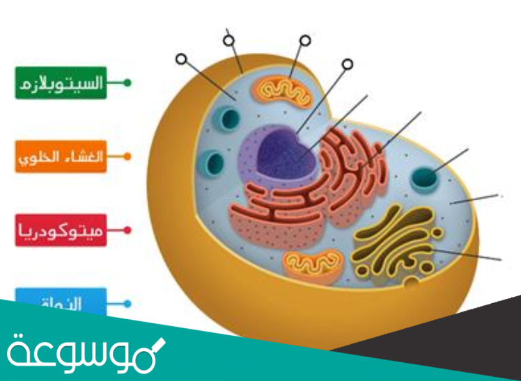 تحول طاقة الغذاء إلى شكل آخر من الطاقة تستطيع الخلية استخدامه
