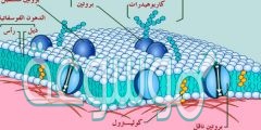 تترتب الدهون المفسفرة المزدوجة phospholipid bilayer المكونة للغشاء البلازمي