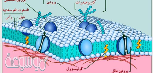 الدهون المفسفرة المزدوجة