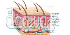 من وظائف الجلد ثاني متوسط