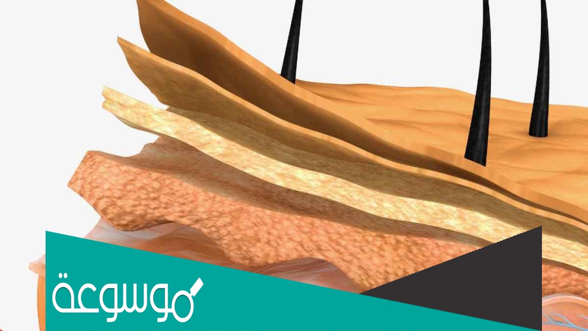 تسمى الطبقة الخارجية من الجلد