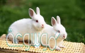 تشترك فيها الثدييات جميعًا