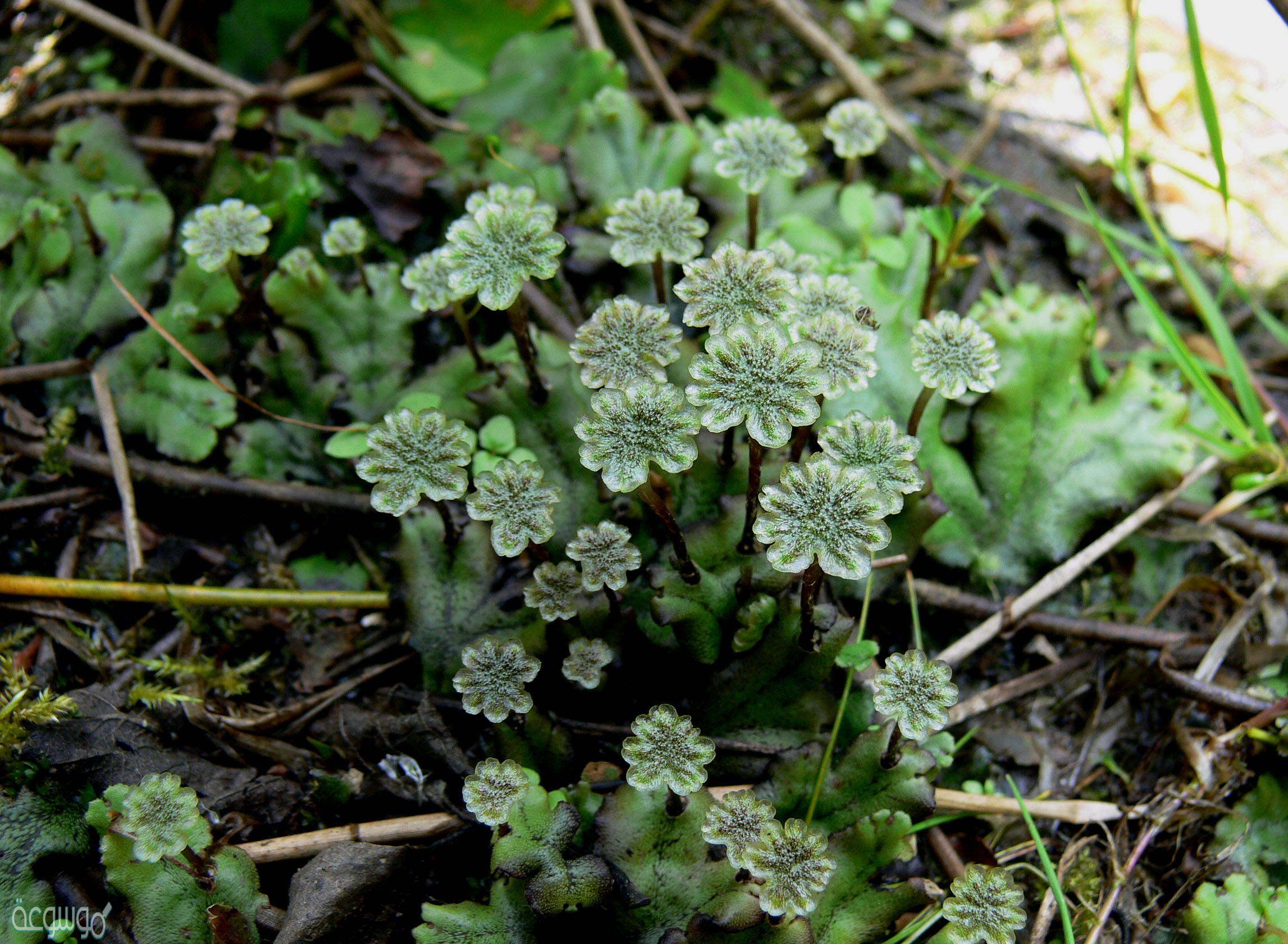 تفتقر النباتات اللاوعائية إلى