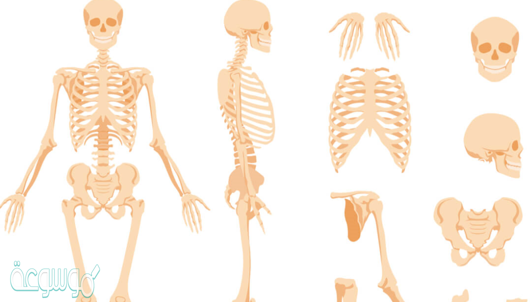 تكسب العظام الصلابة كيف