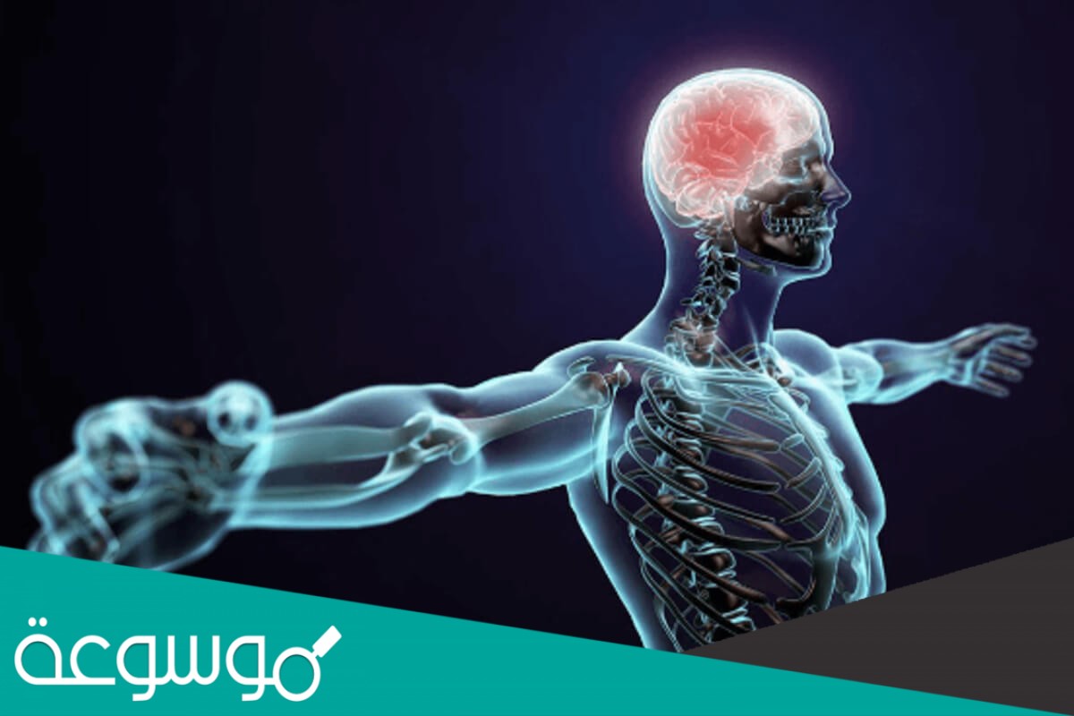 توجد المفاصل غير المتحركة في الإنسان في