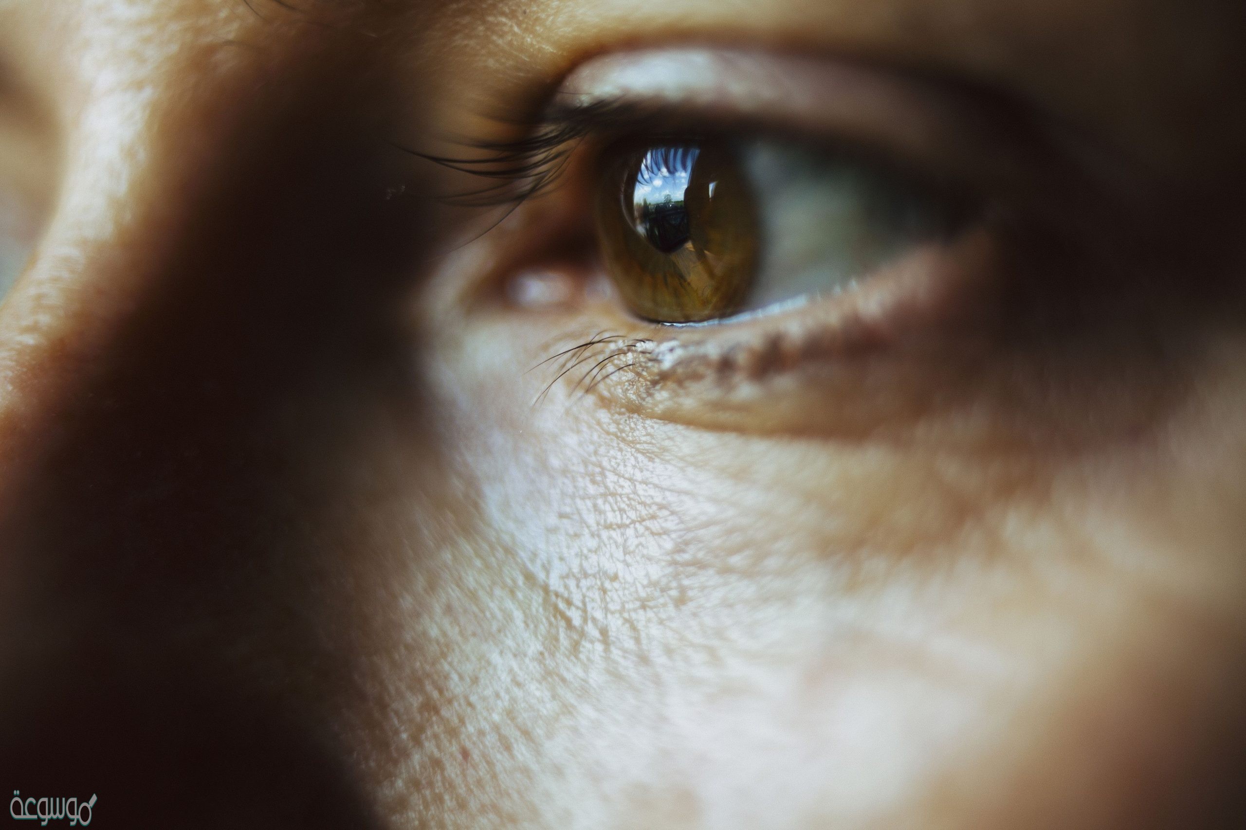 جزء من العين يتجمع عليه الضوء